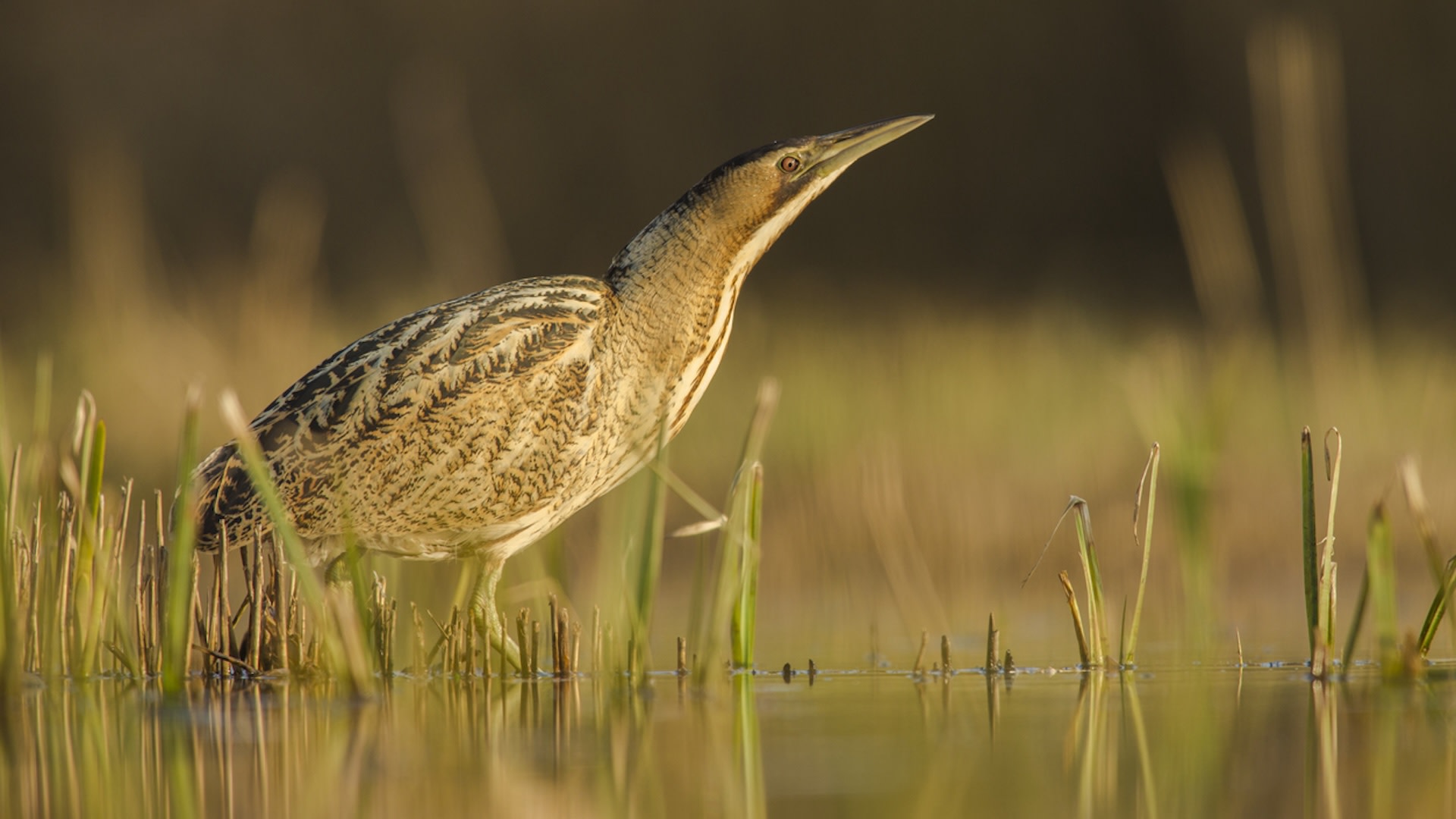 "It's truly amazing to see these remarkable bird species thriving at Newport Wetlands."