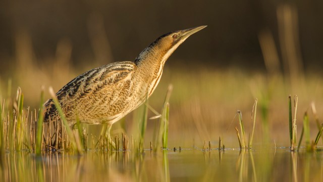 "It's truly amazing to see these remarkable bird species thriving at Newport Wetlands."