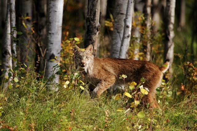 Sights like this are encouraging reminders of the ability — and the need — for humans and animals to coexist at a respectful distance.