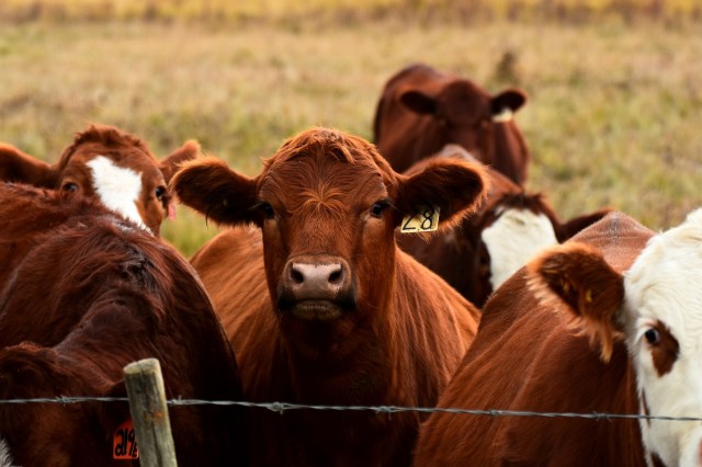 In addition to the fines, the court ordered the cattle company to make over $900,000 in bonds available for the restoration of impacted areas.