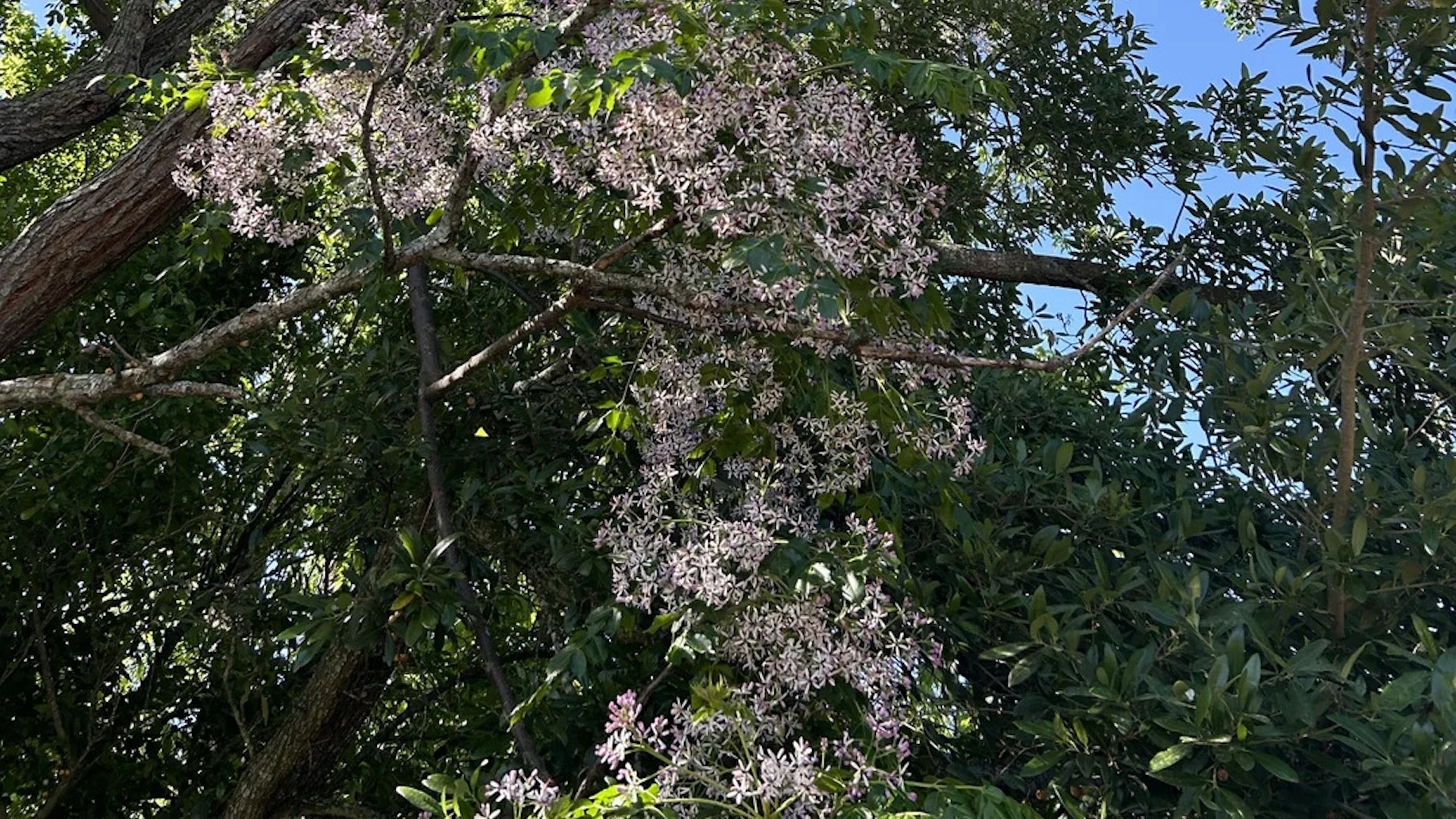 There are plenty of plants that are pleasing to the eye but that can result in harmful consequences for the area's biodiversity if left unchecked.