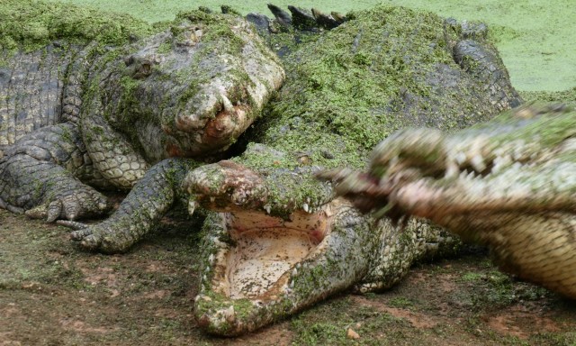 Seven of the world's 23 species of crocodilians are critically endangered and nearly all are at risk in some part of their range.