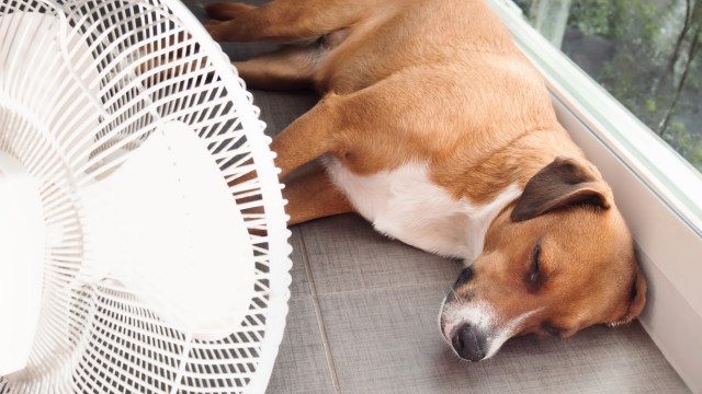 The dog days of summer can be dangerous for our canines.