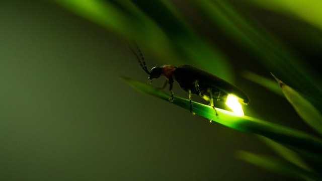 Fireflies play an important role in their ecosystems.