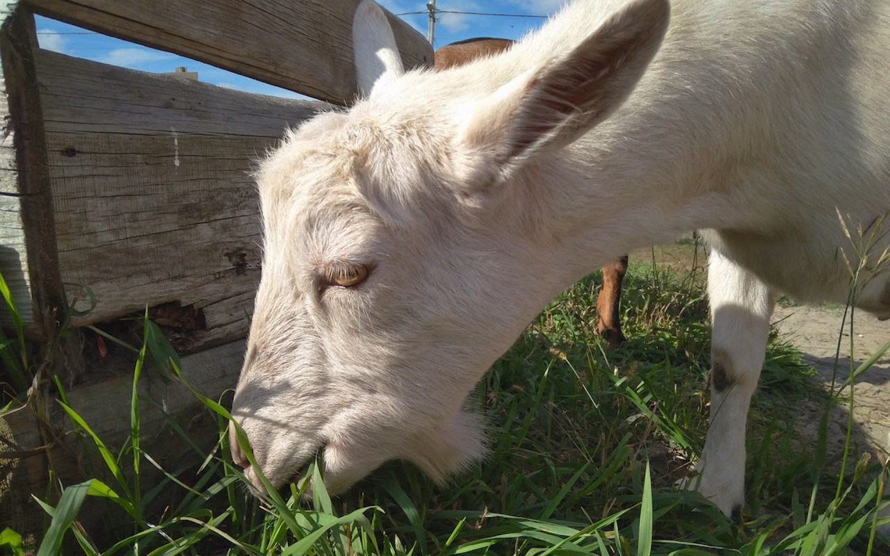 Goats can get into hard-to-reach areas with far less impact on the land than humans or machines.