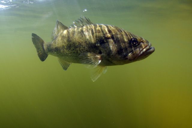 Officials speculate that someone emptied an aquarium with goldfish into the pond.