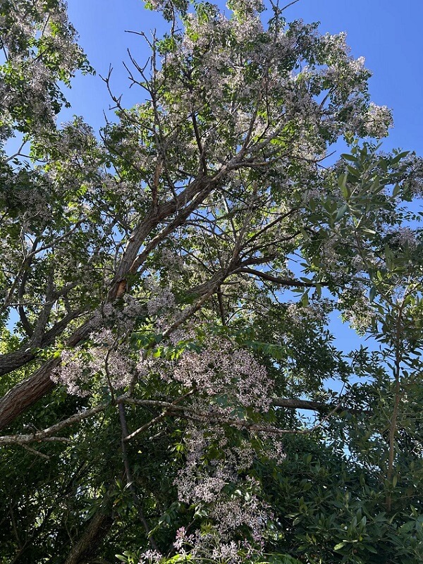 There are plenty of plants that are pleasing to the eye but that can result in harmful consequences for the area's biodiversity if left unchecked. 