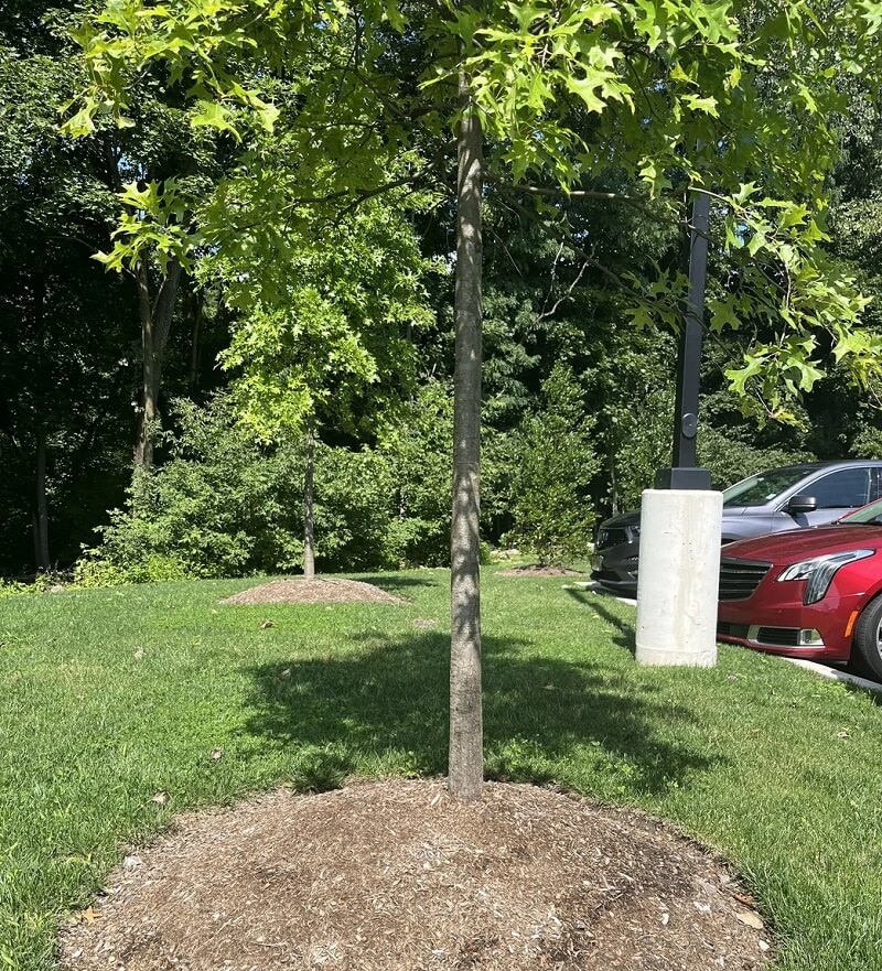 While this might seem like a smart, long-term way to provide the tree with helpful nutrients to aid its growth, this landscaping method is perhaps more likely to lead to its demise.