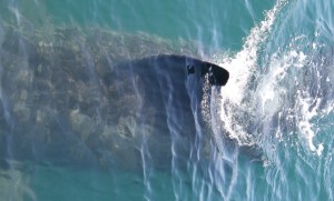 It was thought to be the first time in over two decades a blue whale had been spotted in the region.