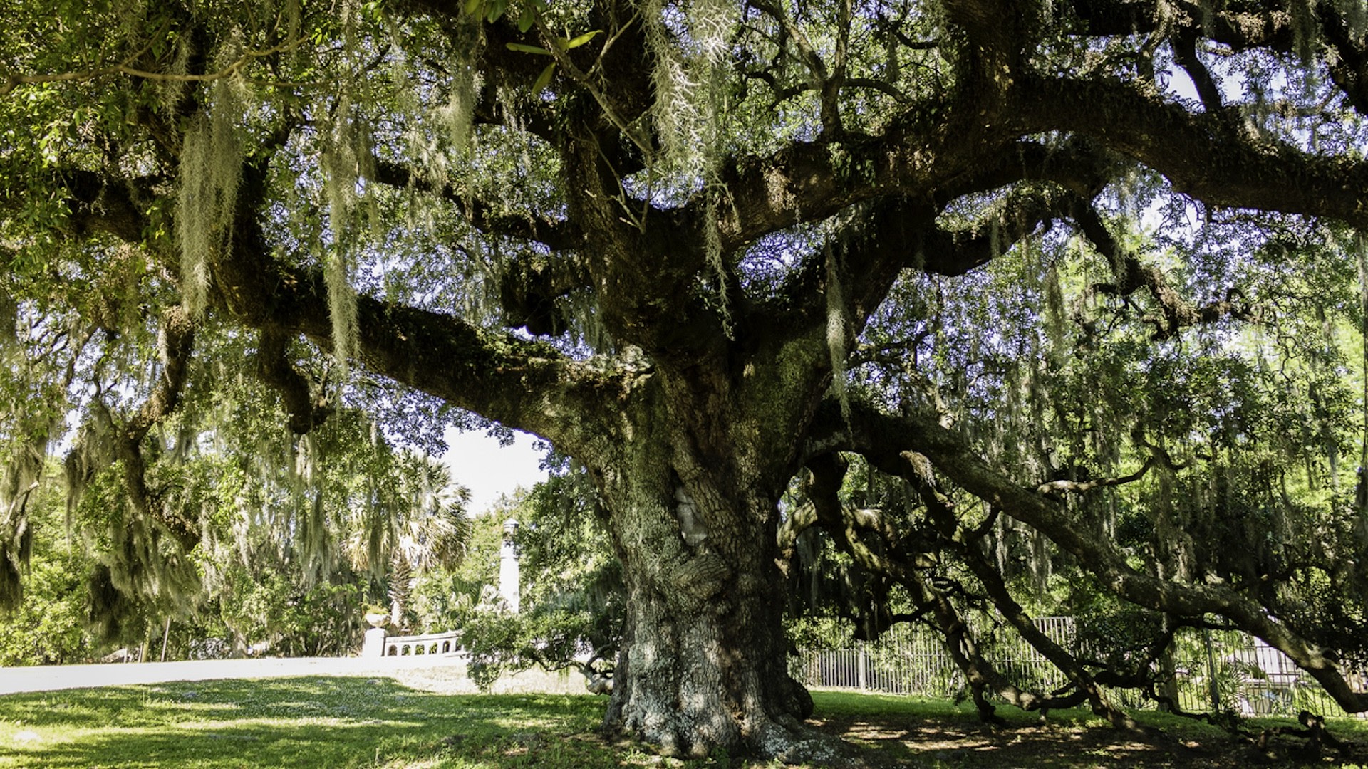 "No one consulted a professional arborist."