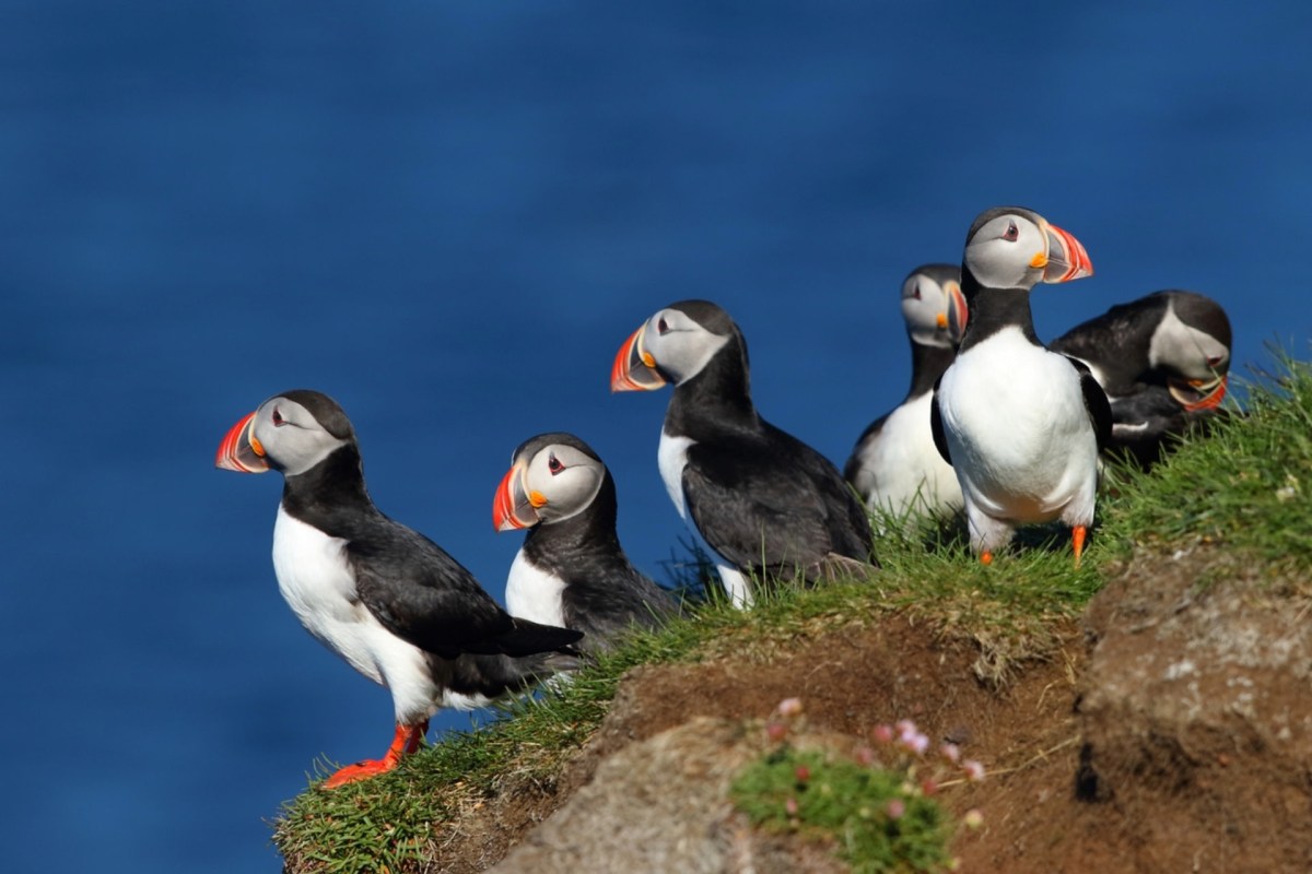 A pair of friends received quite the surprise when one of their dogs spotted an endangered seabird during a walk on a United Kingdom beach.