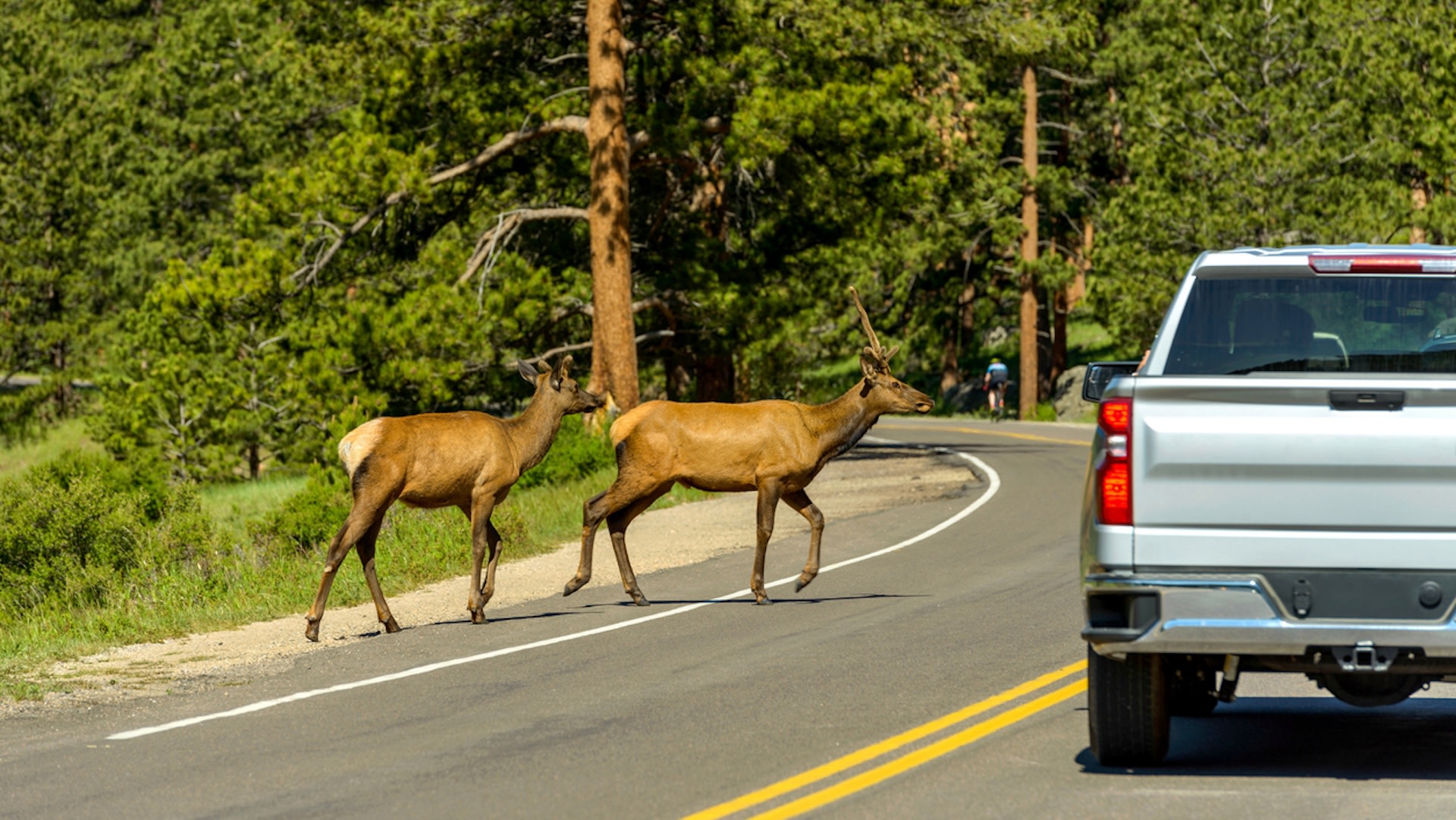 Teens invent remarkable device while searching for way to save local  wildlife: 'Something that anyone and everyone can put on their cars'