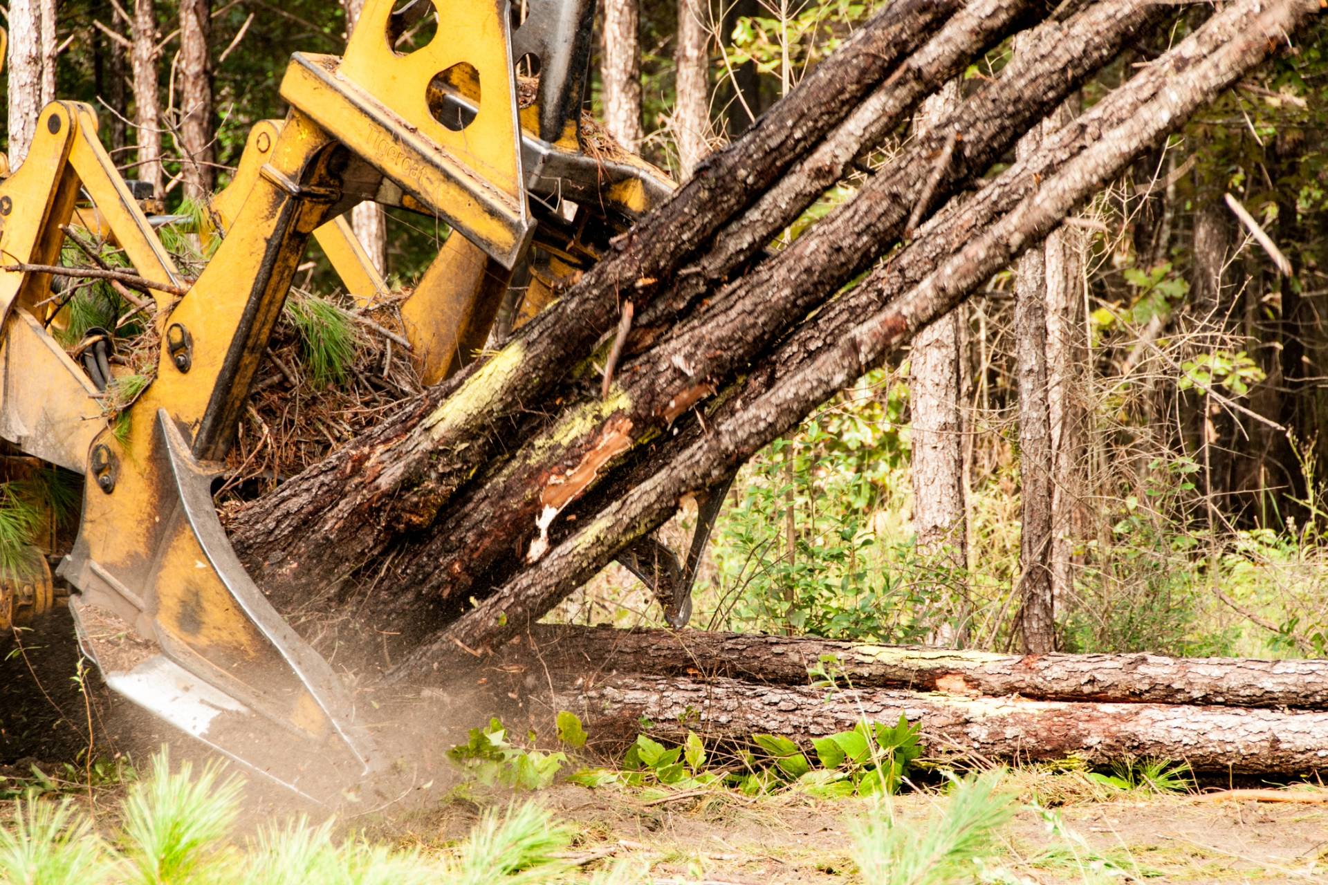 Homeowner desperate after unauthorized neighbor bulldozes nearly 200 trees: “We are heartbroken”