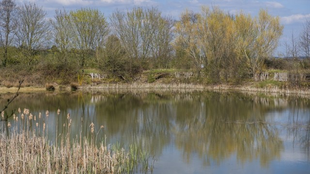 "These are the kind of fish that can reproduce up to six times in the summer."