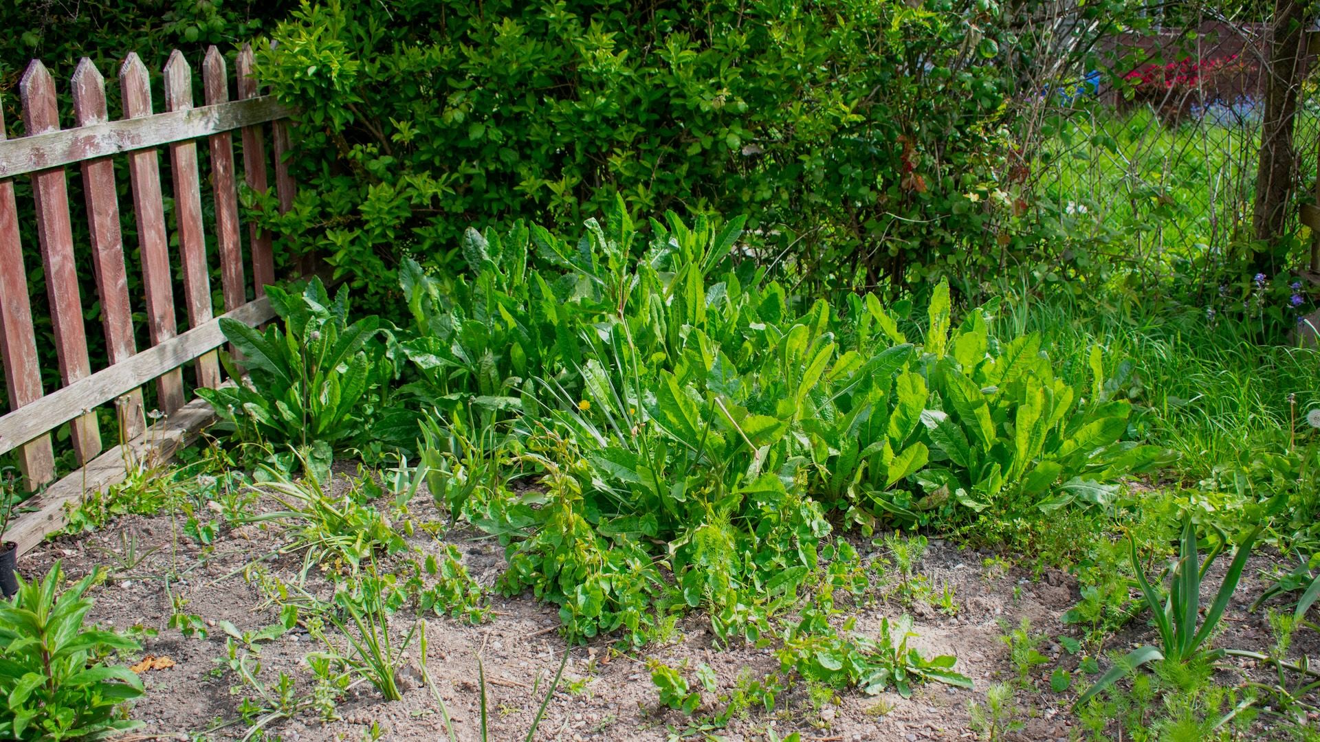 "My front and back yards end up looking like this every 2-3 weeks."