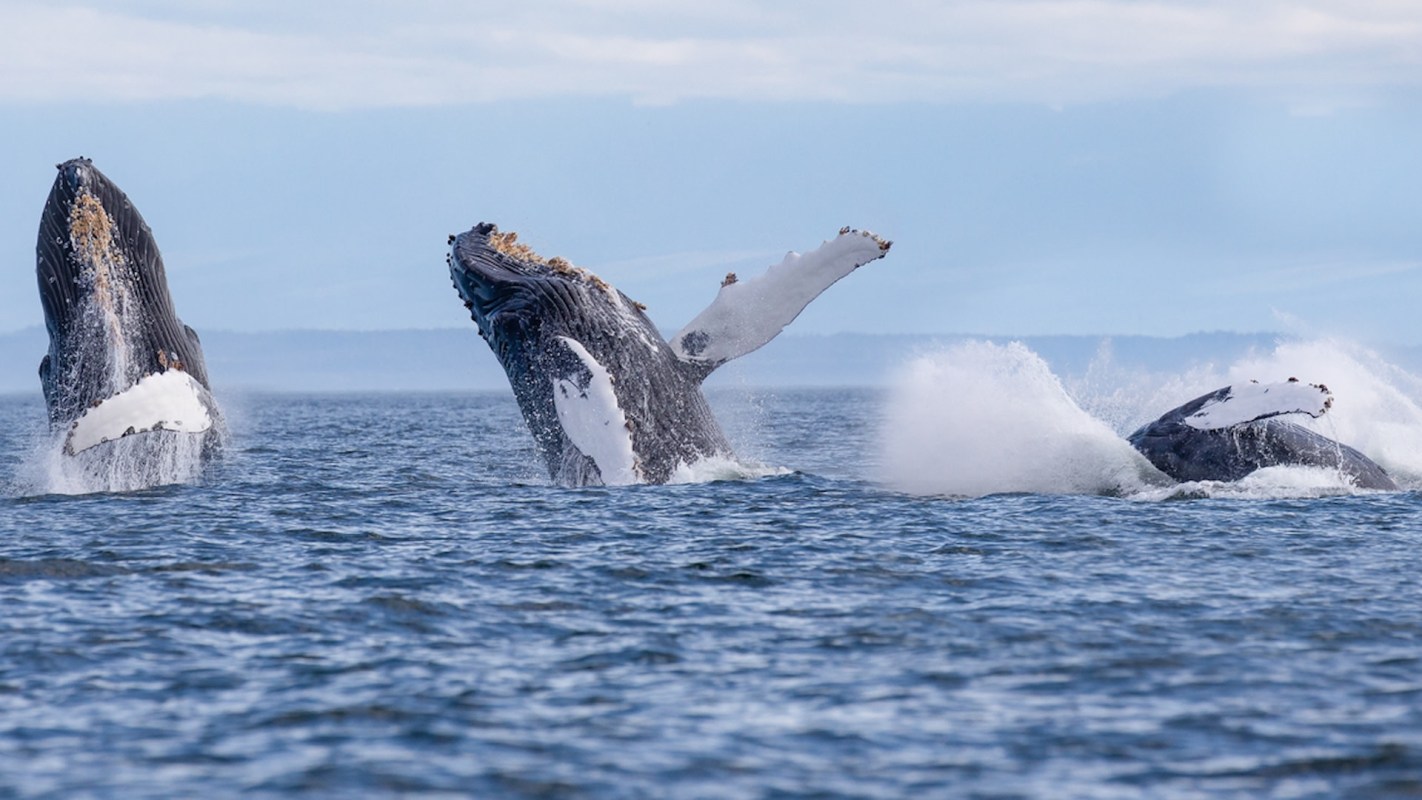 Increasing temperatures could cause krill stocks to shrink in the whales' typical feeding grounds, which means they may need to look elsewhere for food and change their diet.