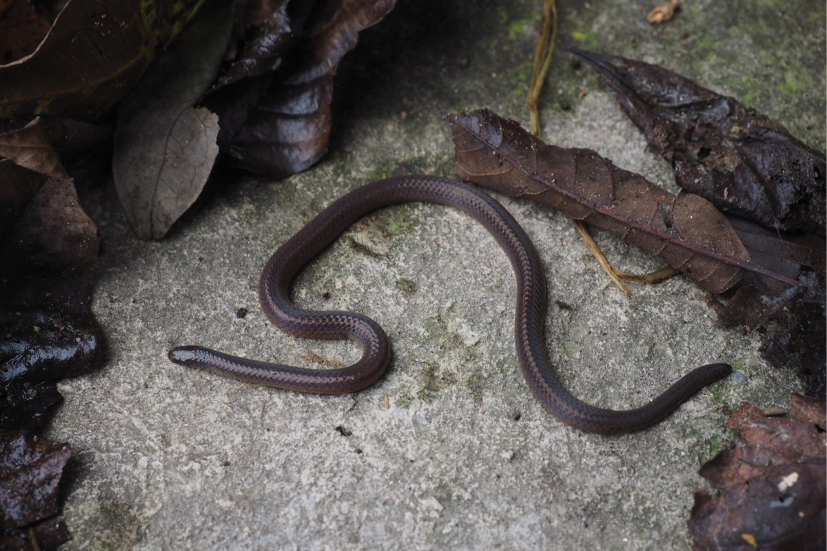 It's an exciting discovery, and it shows that even in difficult conditions, animals can show remarkable levels of resilience.