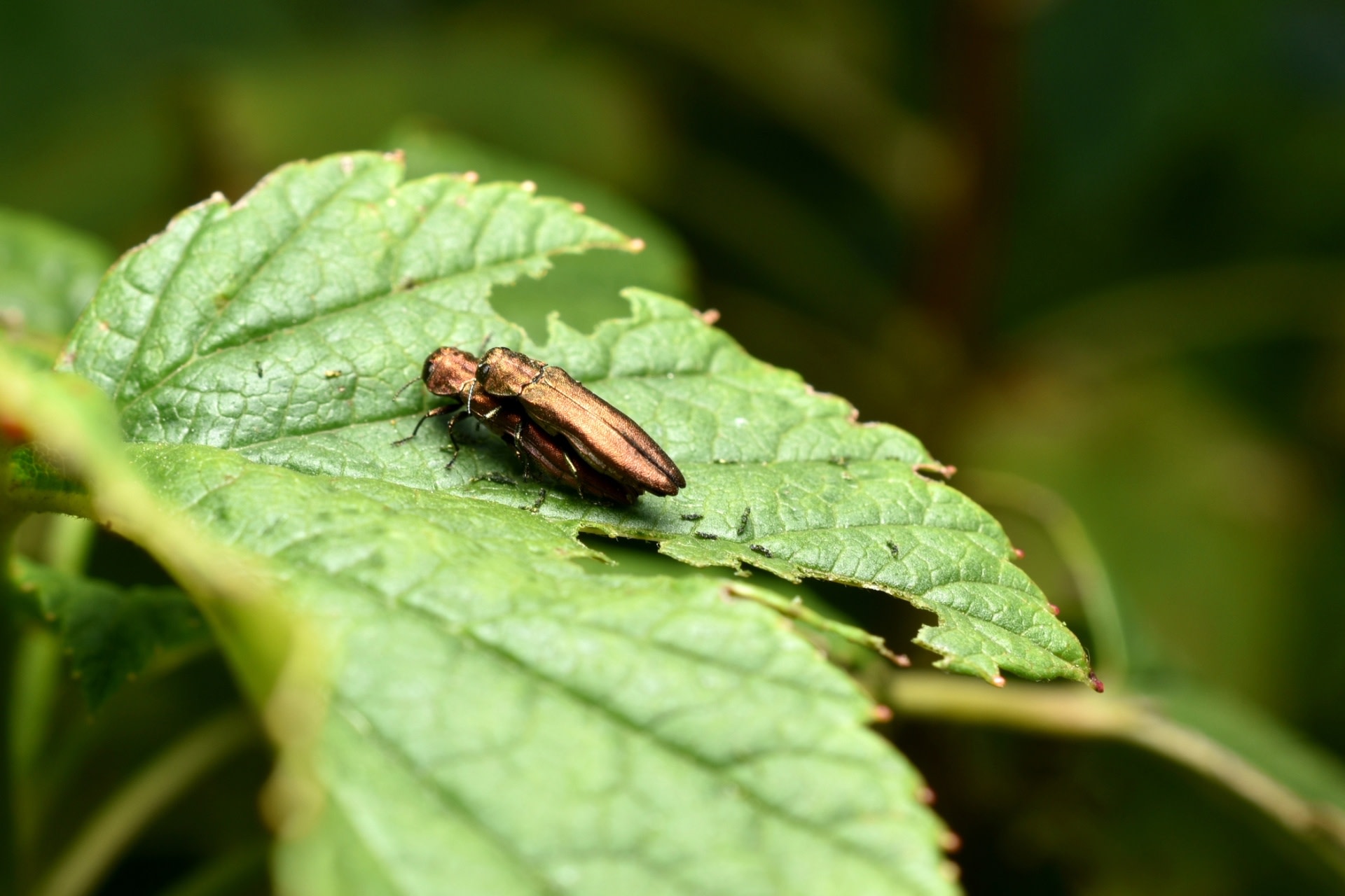 Officials speak out after first sighting of invasive ‘tree-killer’ beetle: ‘It’s all around us’