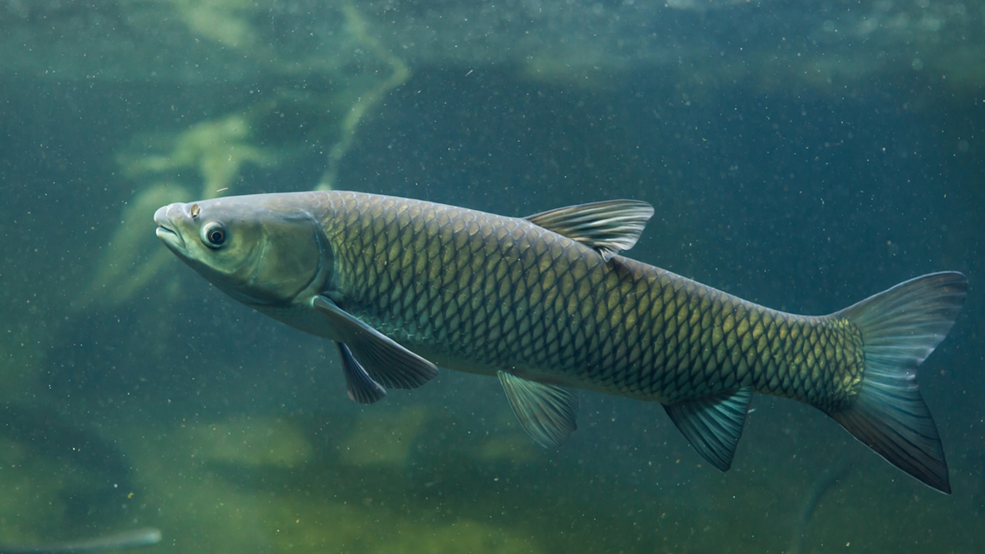 “The food equivalent of tilapia, rainbow trout or catfish”