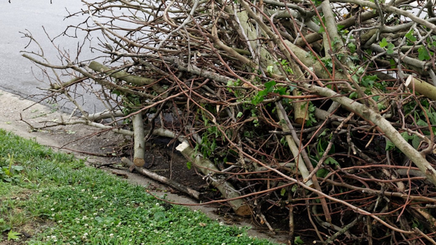 "At this point I don't know for sure who did it, but it does suggest vandalism in the way the tree is chopped and the branches left on the sidewalk."