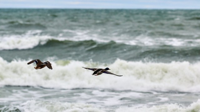 When seabird populations suffer, it is generally an indication that something is amiss.