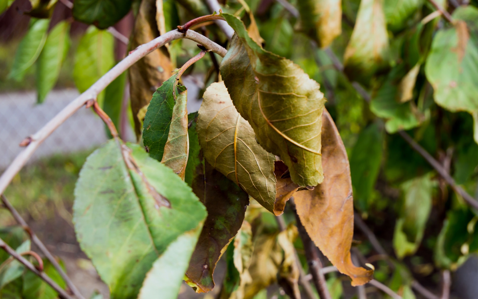 New homeowner shares disturbing photo of sick tree: “Does anyone know what’s going on?”