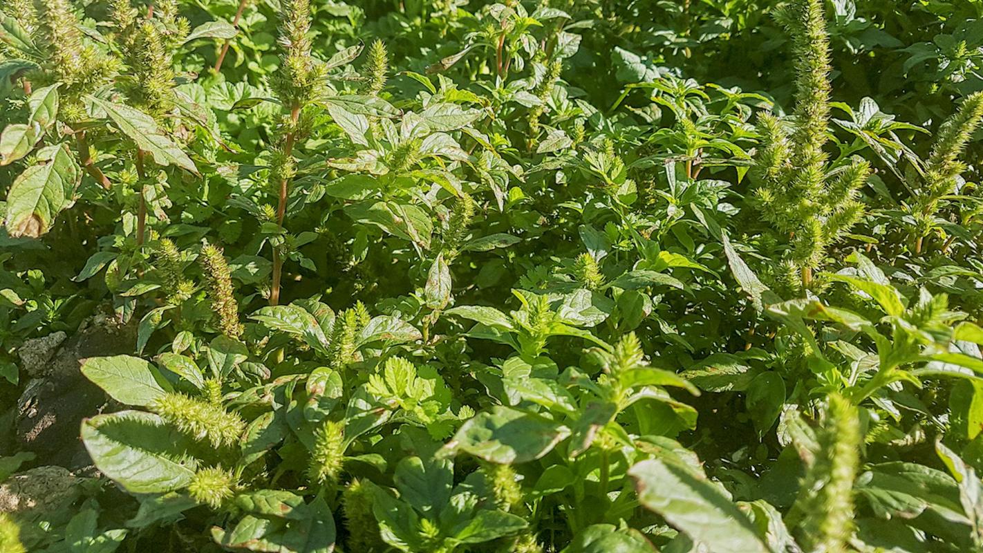 Using this technology, scientists will theoretically be able to wipe out invasive plants and superweeds through genetic modification.