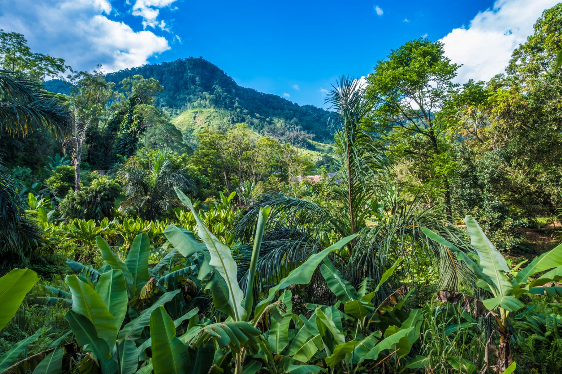 The discovery of this creature shows how important it is to preserve the natural environment, and how vulnerable so many plants and animals are to human activities.