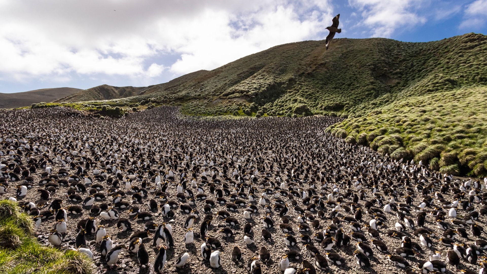 Australia is the only continent in the world that has yet to experience the H5N1 strain of the bird flu.