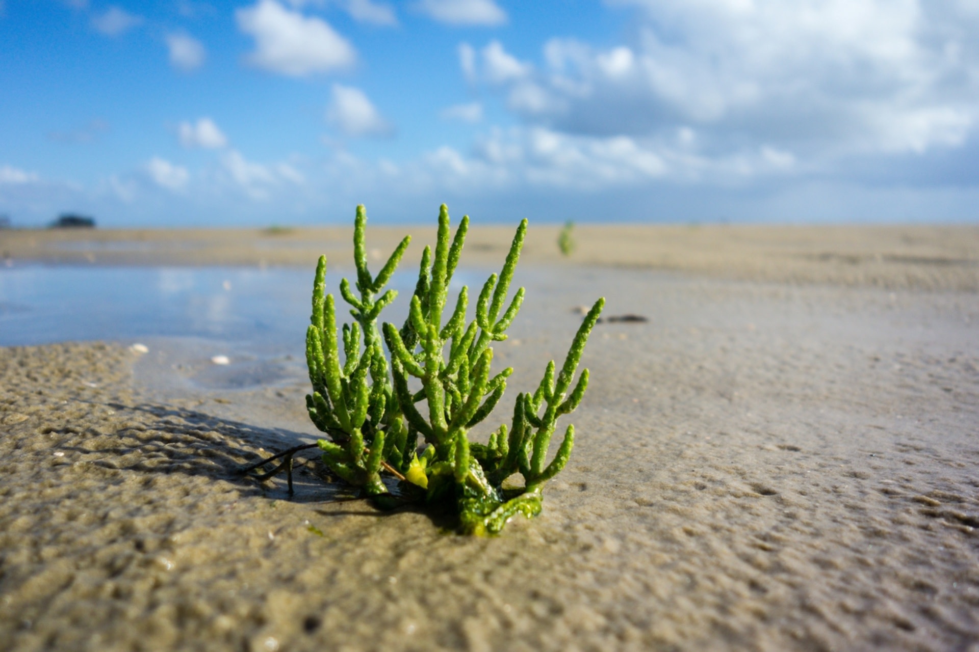 “No other crop can grow under these extreme conditions”