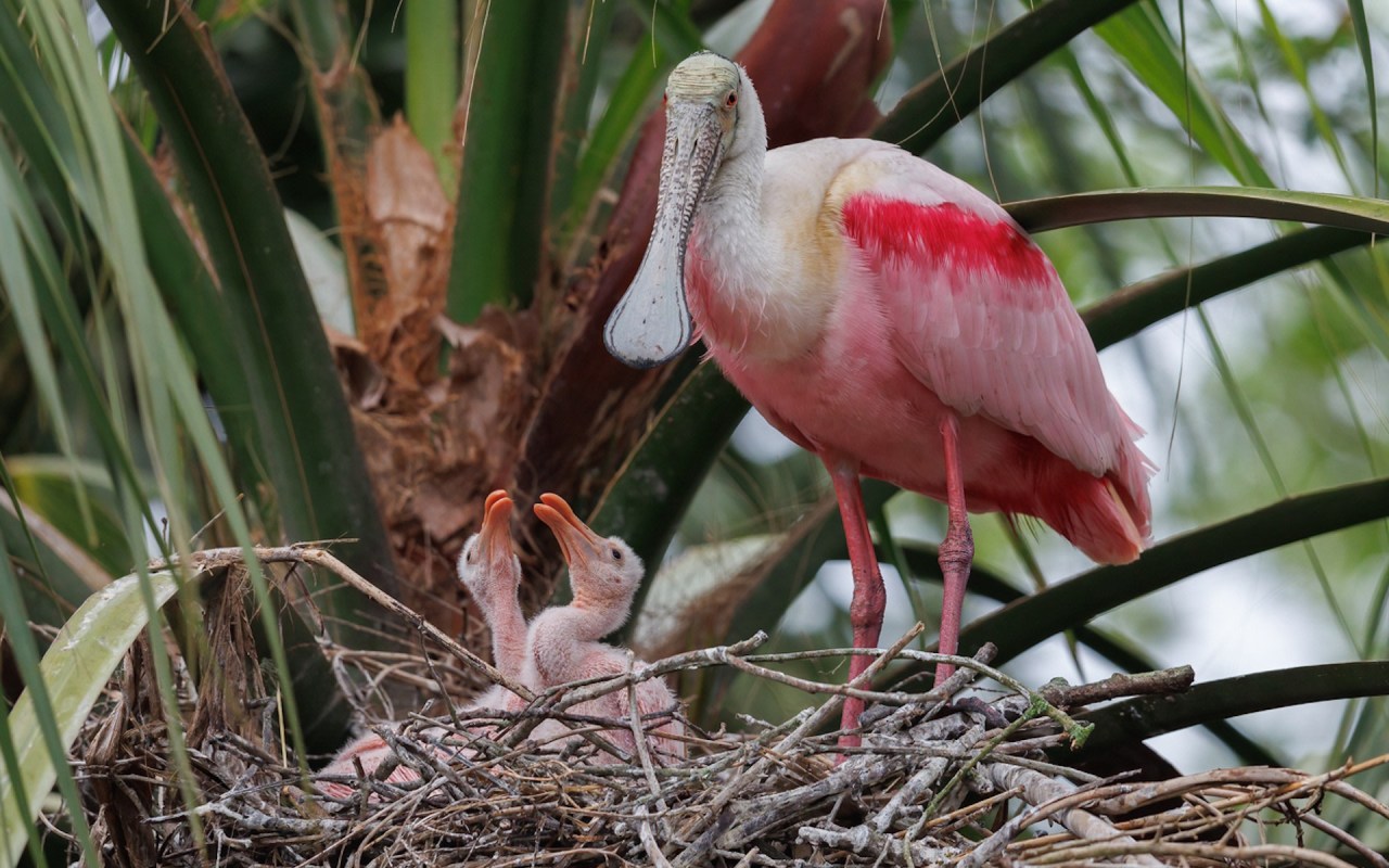 While being a delight to witness, the spoonbills also serve as a reminder of the importance of conservation.