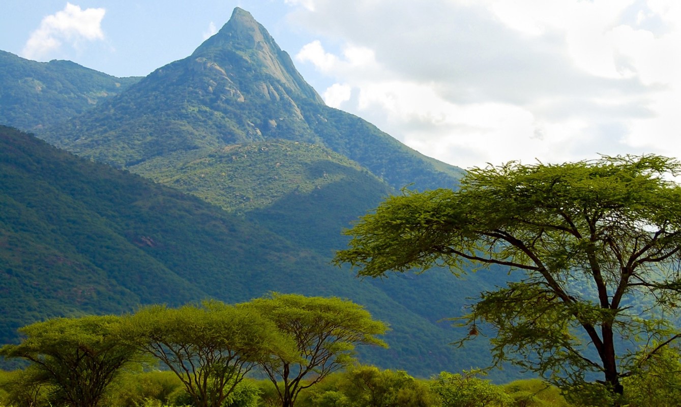 Though the tree was given a 50-50 chance of being totally extinct back in 2004, it could now thrive in what remains of its former home.