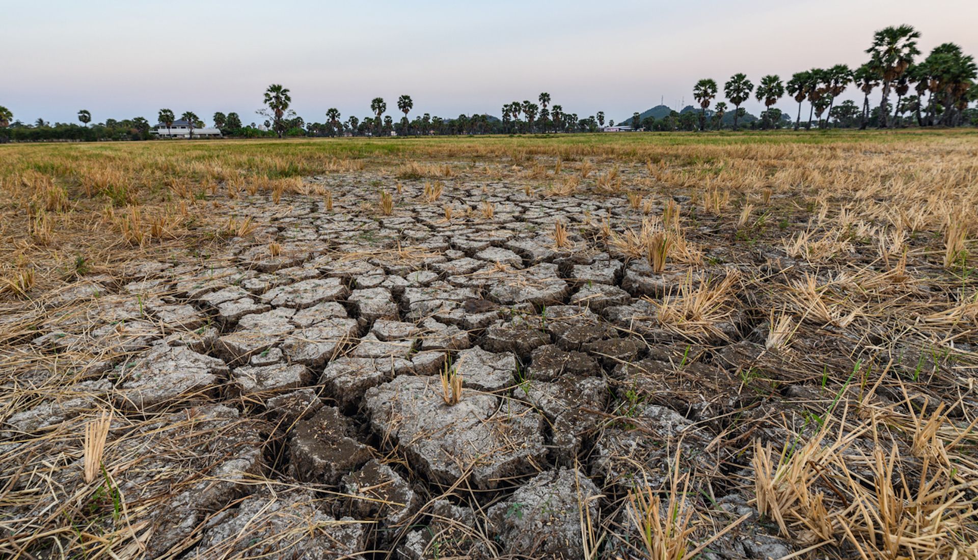 In May, the national government in Italy declared a state of emergency and allocated €20 million ($21.7 million) to address the ongoing crisis.