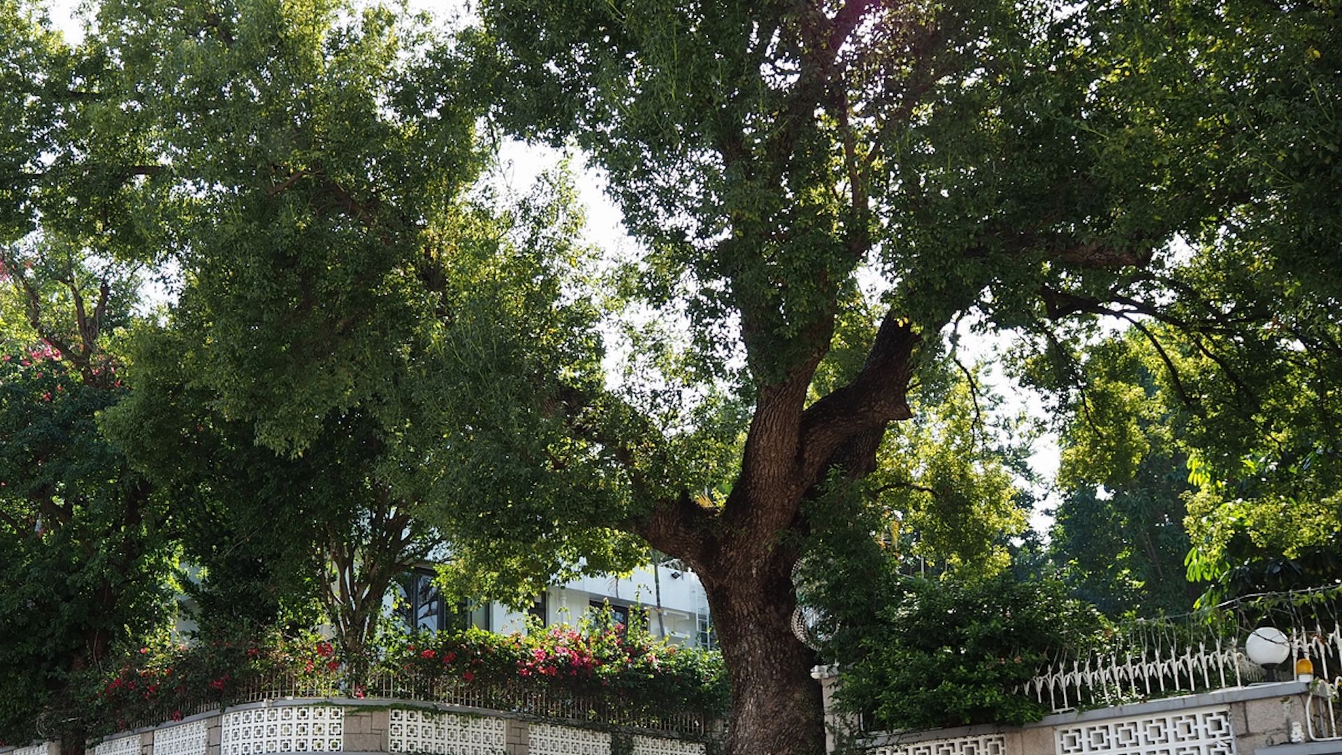 "Your best move is to tell your neighbors you think that those trees are shared."