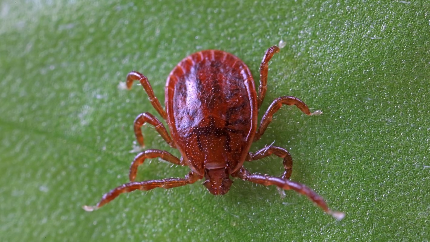 The spread of these ticks is particularly concerning because of their ability to reproduce without mating.