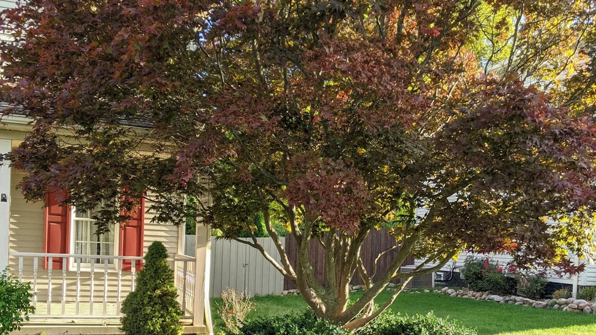 All of the roots were less than two inches in diameter, but when they came upon a bigger root, they finally realized the harm they were causing the tree.