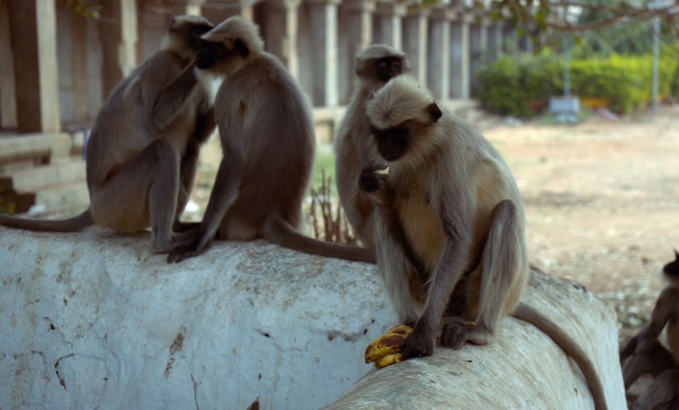 An intense heatwave over the last month has caused lakes to dry up, leaving local wildlife desperate for water.