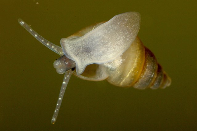 The tiny mollusks, which grow only up to 6 millimeters, can proliferate to a population of 40 million in a single year.