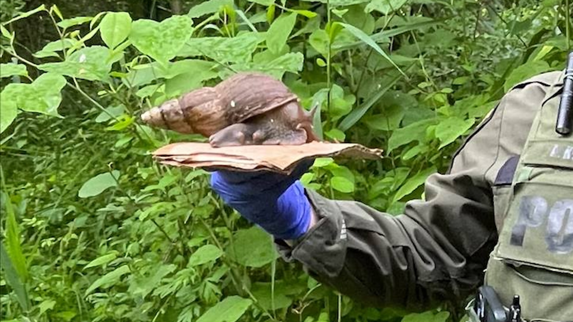 "This snail is a federally prohibited organism that cannot be legally sold or possessed in the USA."