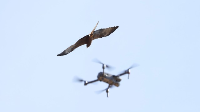 "If they abandon their nests because of the drones, that would be a disaster."