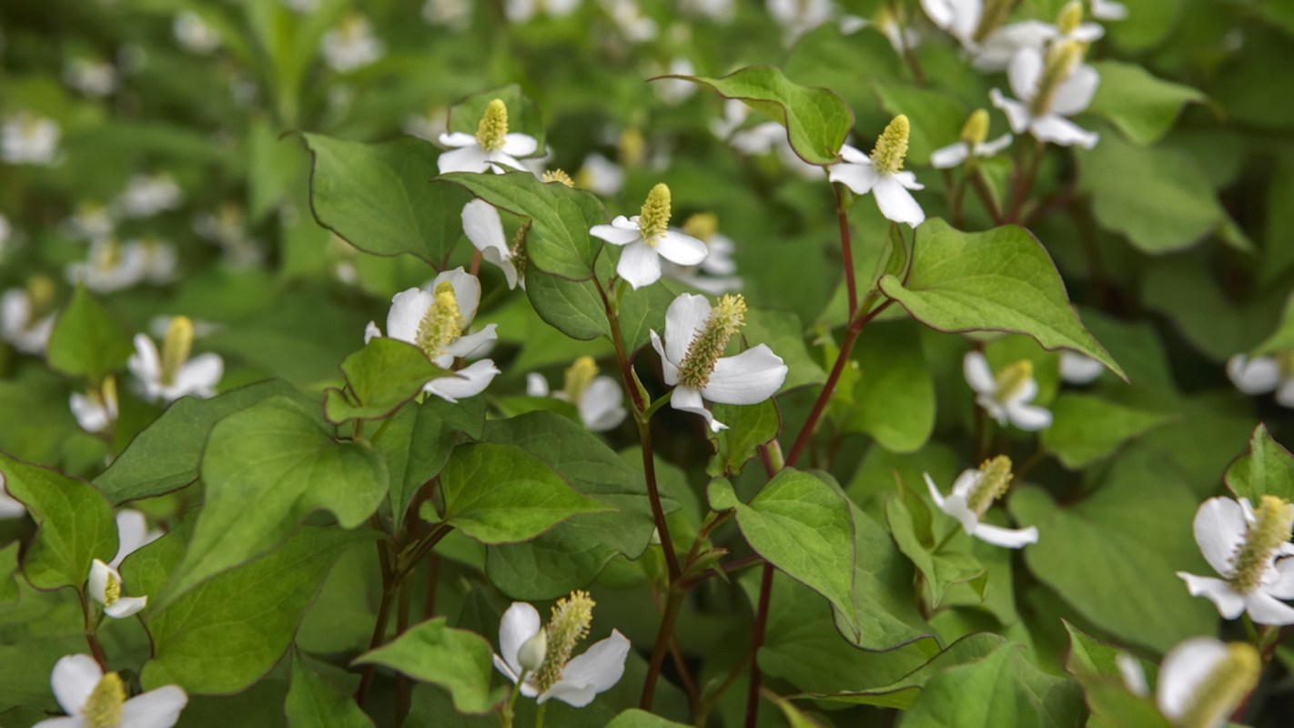 If you are foraging for plants like fish mint, garlic mustard, or kudzu root, best practices include environmental respect and safety considerations.