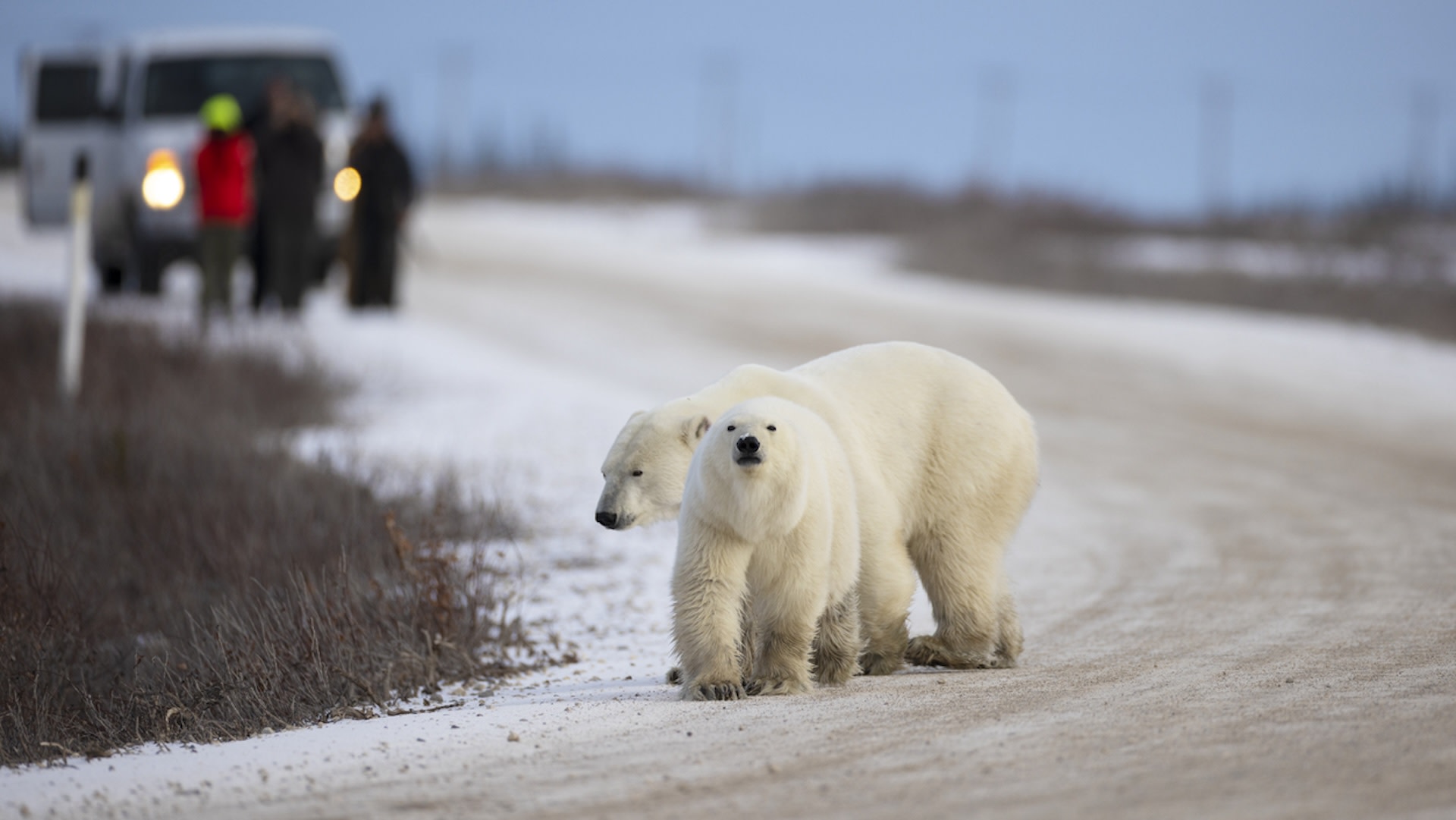 "Getting a better sense of polar bears’ movements is really crucial, particularly given the state of their environment at this point."