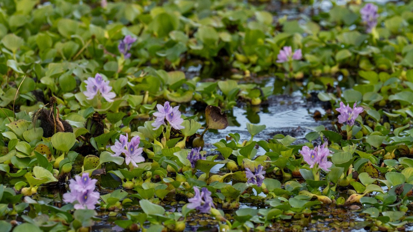 It could impact agriculture, including rice production, and introduce diseases or pests to the industry.