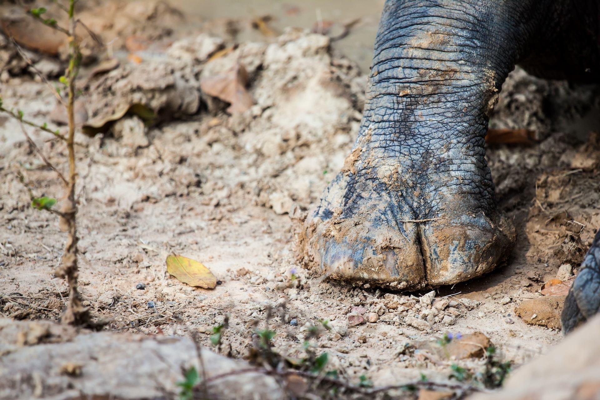 The sighting is encouraging for rhino conservationists.