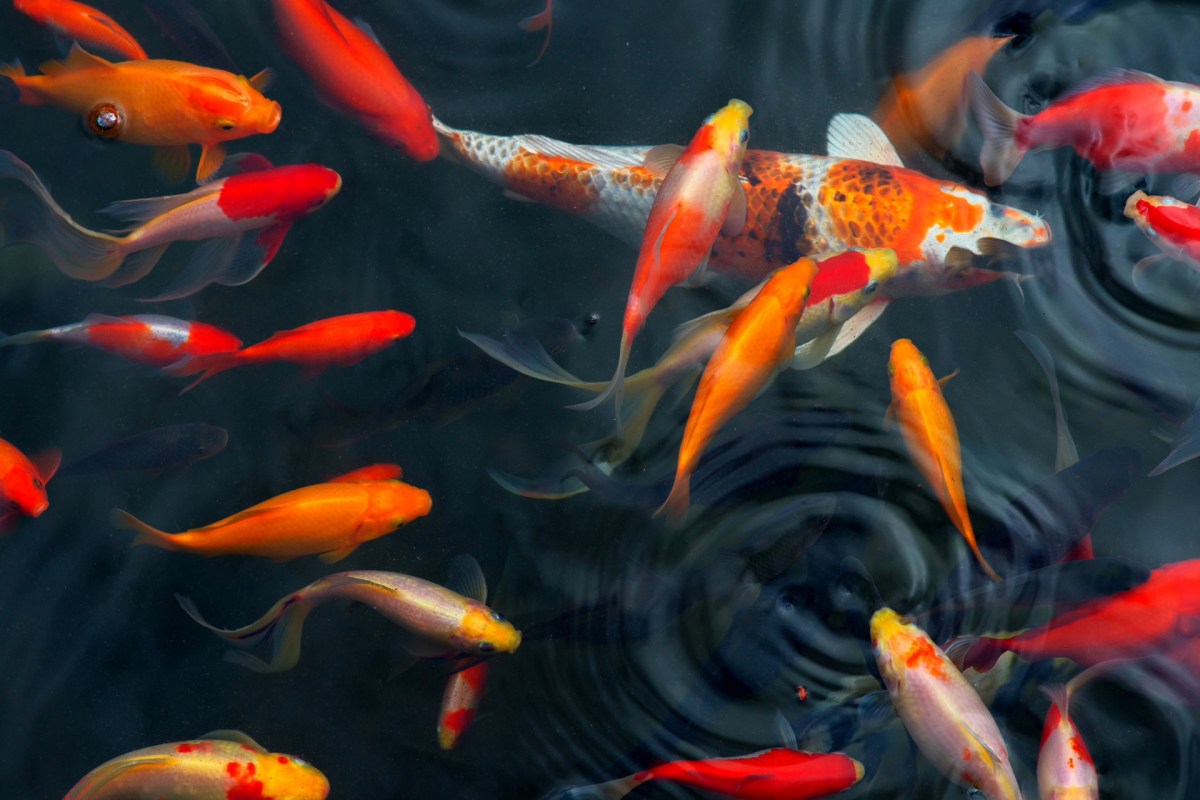 The Japanese koi fish were likely former pets that had been released by irresponsible owners.