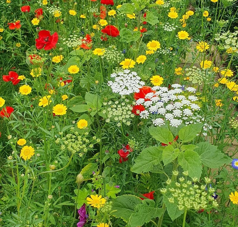 To revitalize the area, homeowners are replacing manicured lawns with grassy meadows filled with native plant life.