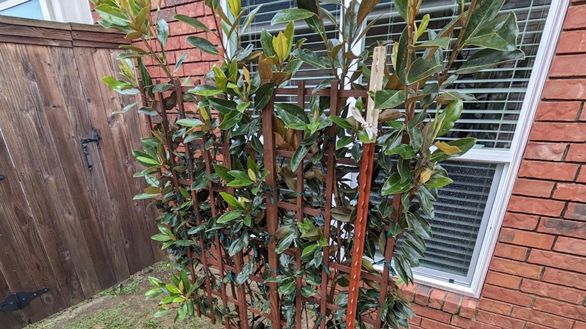 Homeowner faces concerns after sharing photo of newly planted magnolia tree: “Is this… acceptable?”