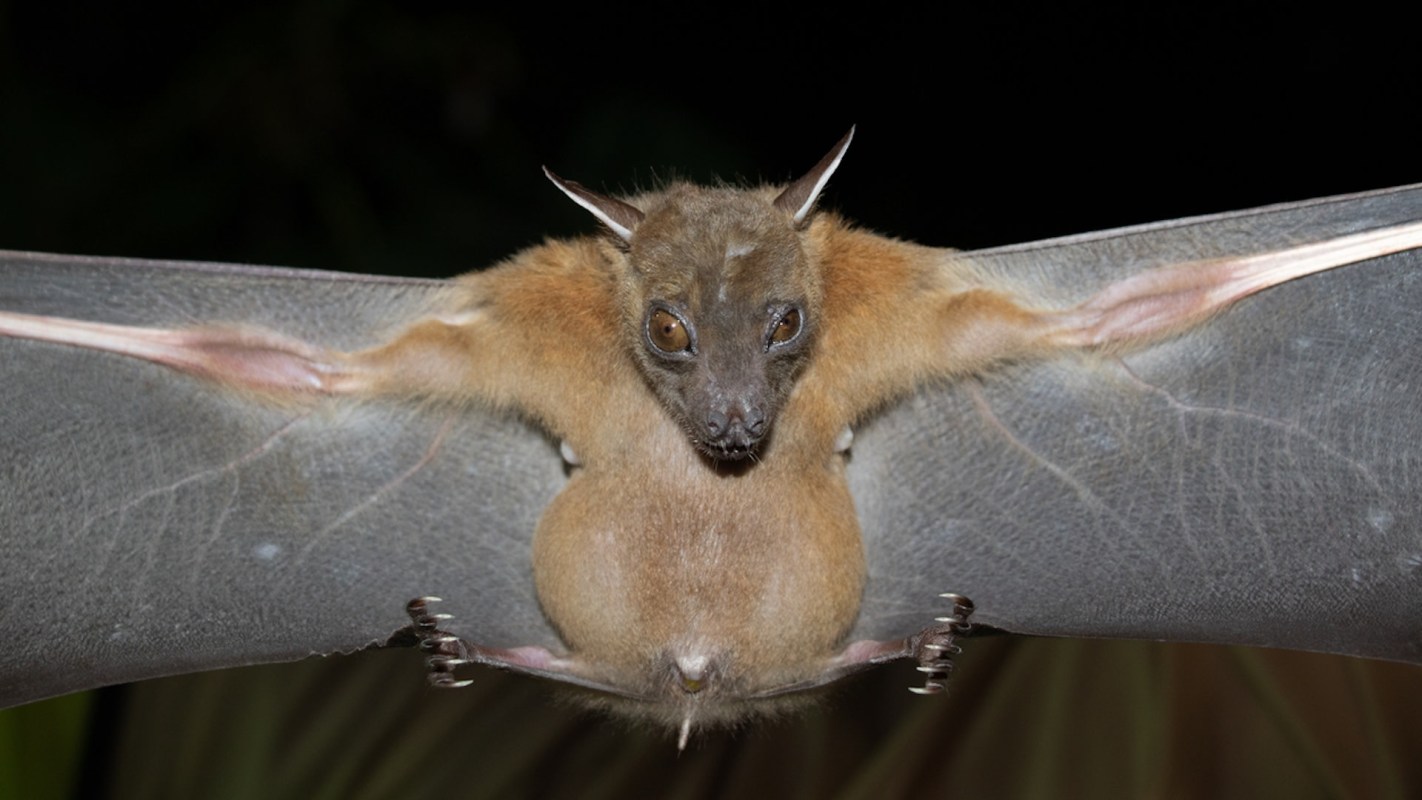 Long-nosed bats and lesser long-nosed bats are the only pollinators of agave plants.