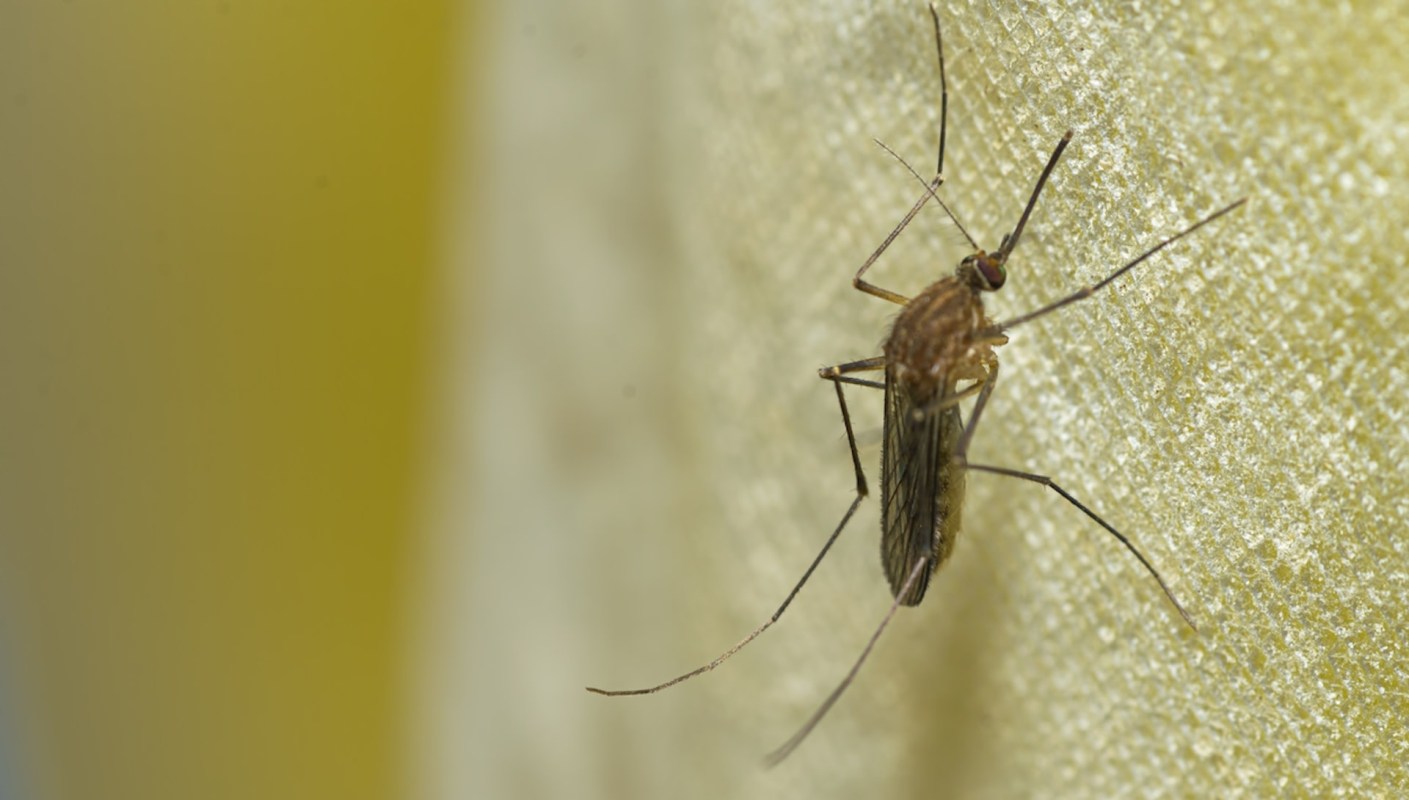 Mosquitoes have begun spreading to new areas that were previously uninhabitable for them.