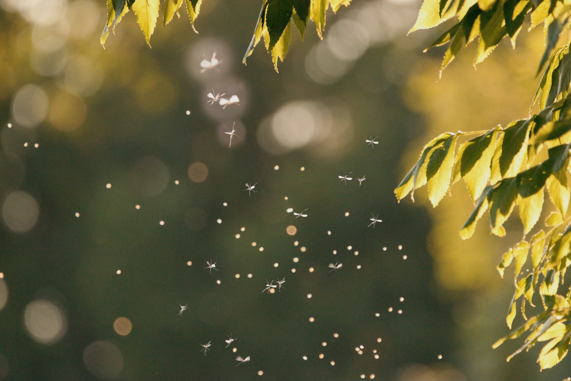 With a rise in both heat and an increase in precipitation, conditions for mosquitoes to thrive are becoming more favorable in more locations.